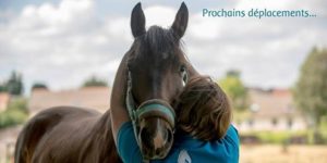 Magnétisme pour les animaux