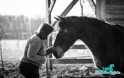 Ce que me disent les chevaux…