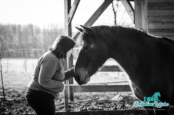 Ce que me disent les chevaux…