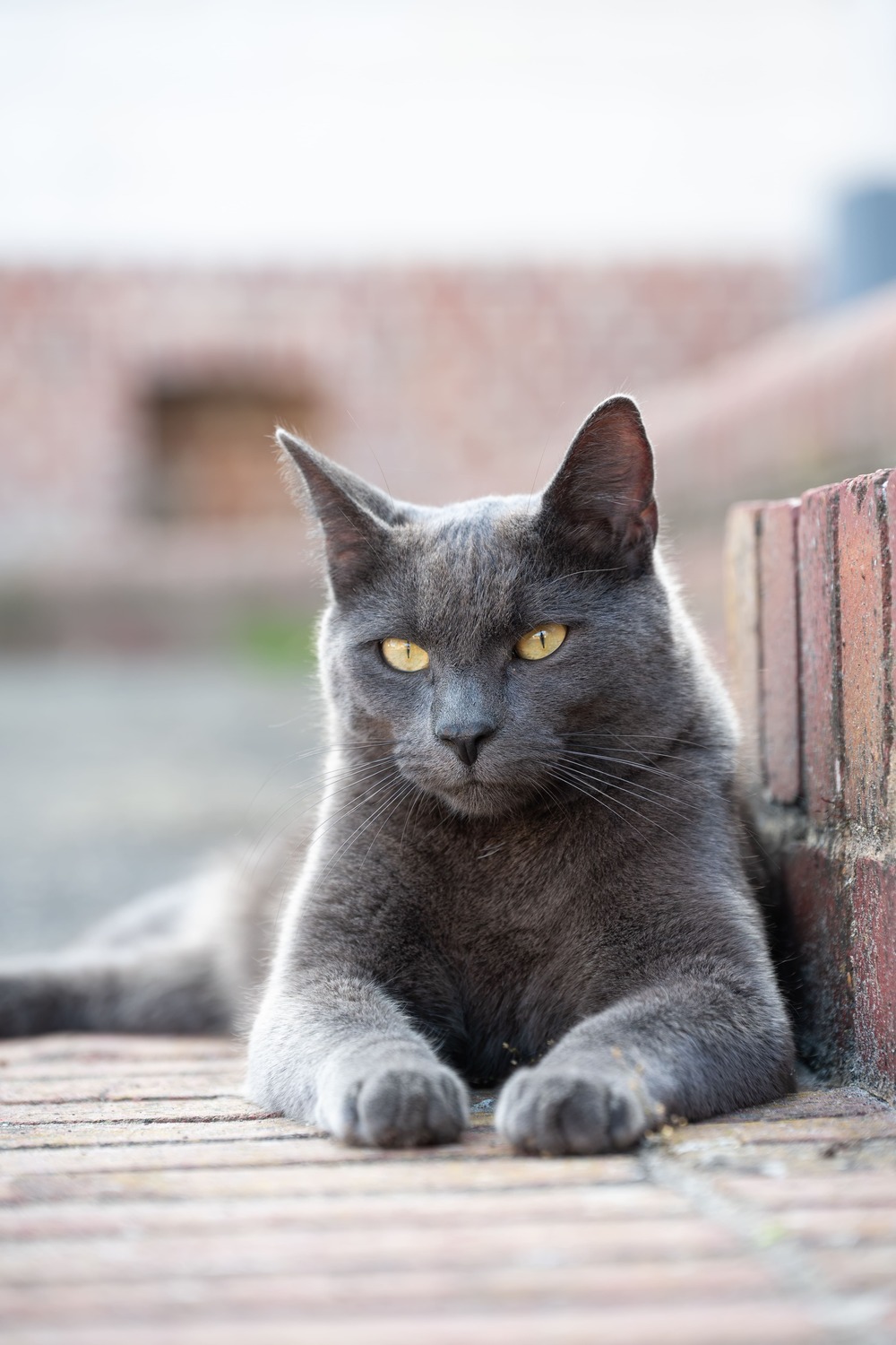 Communication animale pour chevaux, chiens et chats